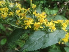 Solidago virgaurea