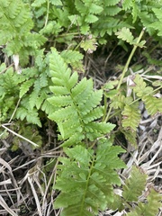 Thelypteridaceae