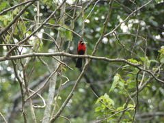 Ramphocelus nigrogularis