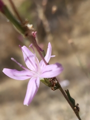 Stephanomeria virgata