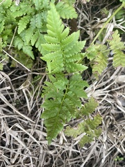 Thelypteridaceae