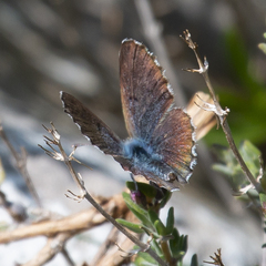 Pseudophilotes baton