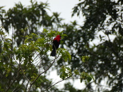 Ramphocelus nigrogularis