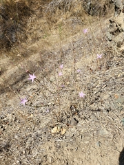 Stephanomeria virgata