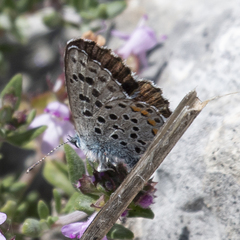 Pseudophilotes baton