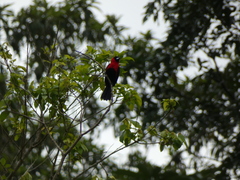 Ramphocelus nigrogularis