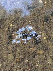 Camponotus pennsylvanicus