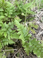 Thelypteridaceae