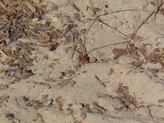 Dasymutilla bioculata