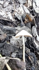 Psathyrella bipellis