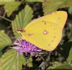 Colias