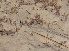 Dasymutilla bioculata