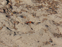 Dasymutilla bioculata