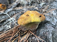 Phaeolus schweinitzii