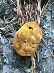 Phaeolus schweinitzii