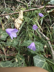 Campanula rotundifolia