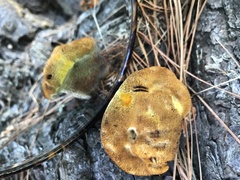 Phaeolus schweinitzii