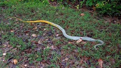 Chironius xaraes