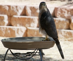 Accipiter cooperii