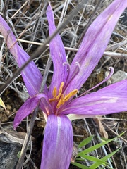 Colchicum lusitanum