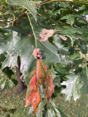 Callirhytis piperoides