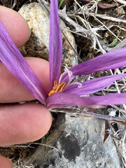 Colchicum lusitanum