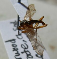 Empidoidea