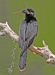 Anhinga anhinga leucogaster