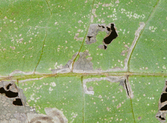 Bucculatrix polymniae