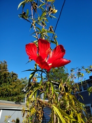 Hibiscus coccineus