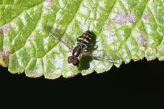 Toxomerus occidentalis