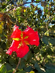 Hibiscus coccineus