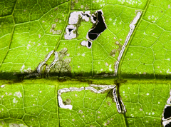 Bucculatrix polymniae