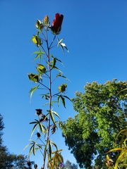 Hibiscus coccineus