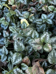 Lamium galeobdolon argentatum
