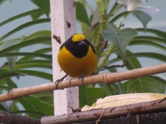 Euphonia chlorotica