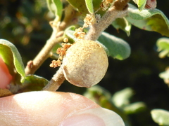 Burnettweldia washingtonensis