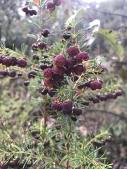 Boronia megastigma