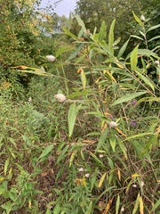 Salix eriocephala