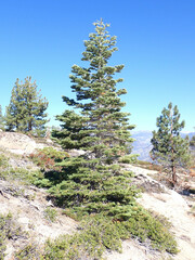Abies concolor