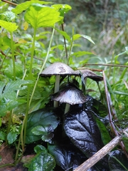 Coprinopsis atramentaria