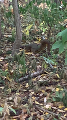 Sciurus niger