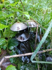 Coprinopsis atramentaria