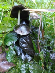 Coprinopsis atramentaria