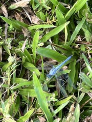 Erythemis simplicicollis