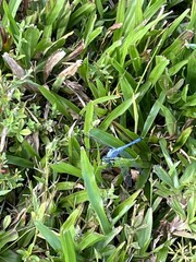 Erythemis simplicicollis