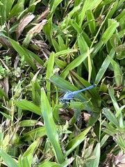 Erythemis simplicicollis