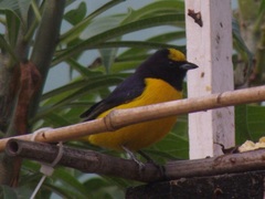 Euphonia chlorotica