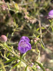Agalinis fasciculata