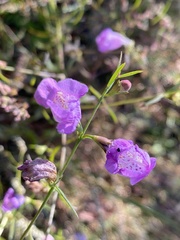 Agalinis fasciculata